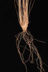 Capillary hairsedge